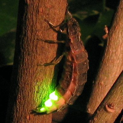 Foto eines Glühwürmcens mit glühendem Hinterteil.