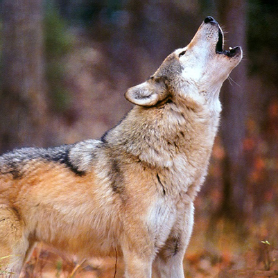 Foto eines jaulenden Wolfes.