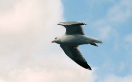 Foto mit einer fliegenden Möwe